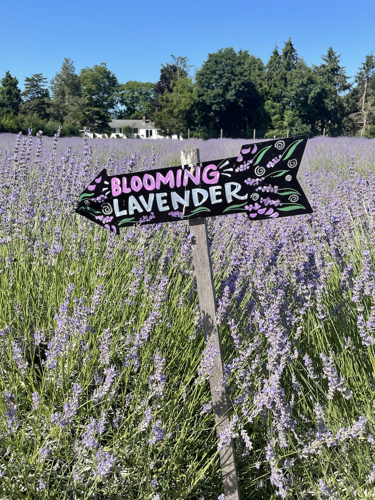 Lavender field with wooden sign reading "Blooming Lavender". Lavender By The Bay, Claudio's Waterfront, Greenport, New York, North Fork, Long Island.