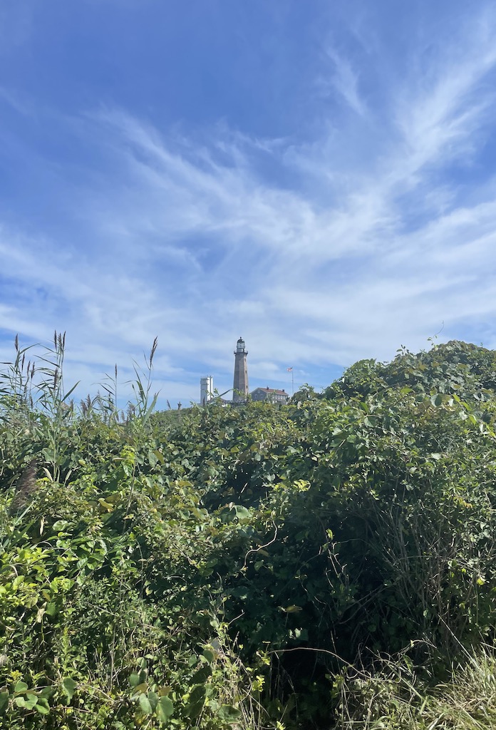 Lighthouse in the distance with lush greenery in foreground on sunny summer day. Montauk Point Staet Park, Montauk Lighthouse, Montauk, New York, The Hamptons.