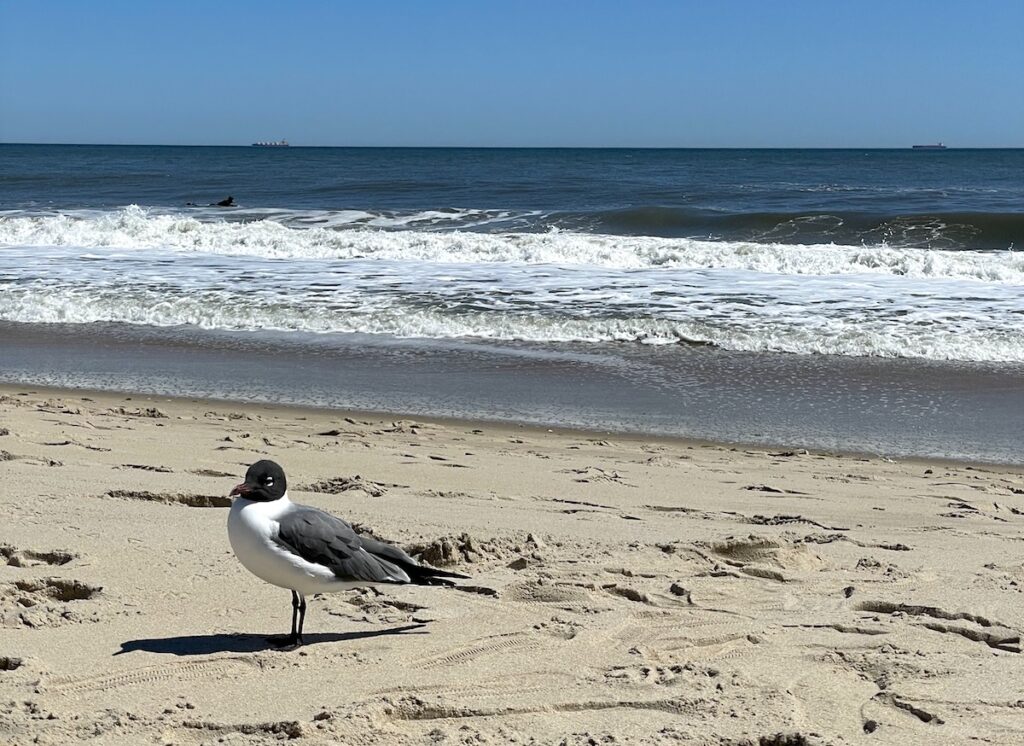 Black and white seagull on white sand beach with ocean waves in background on sunny day. Rehoboth Beach, Rehoboth Beach, Delaware.